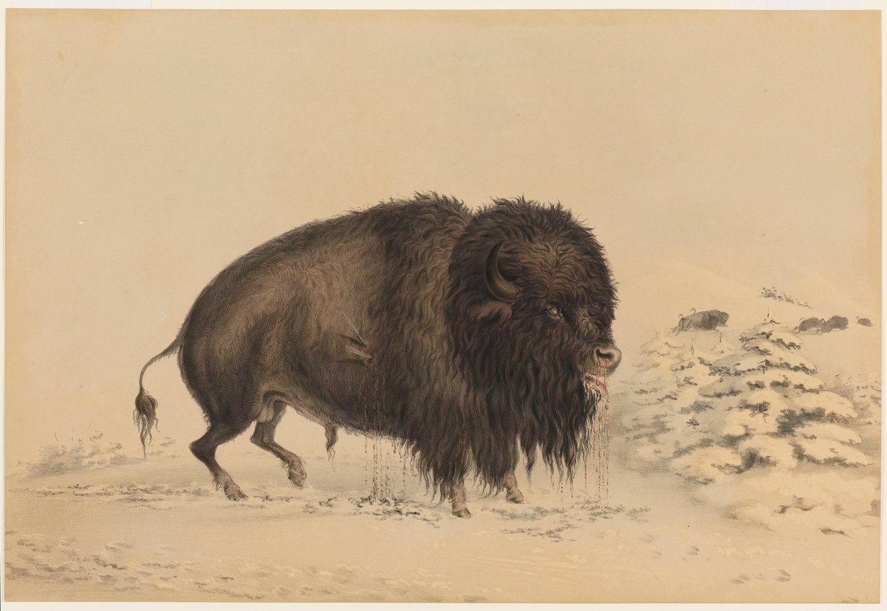 Sårad bisonhane av George Catlin
