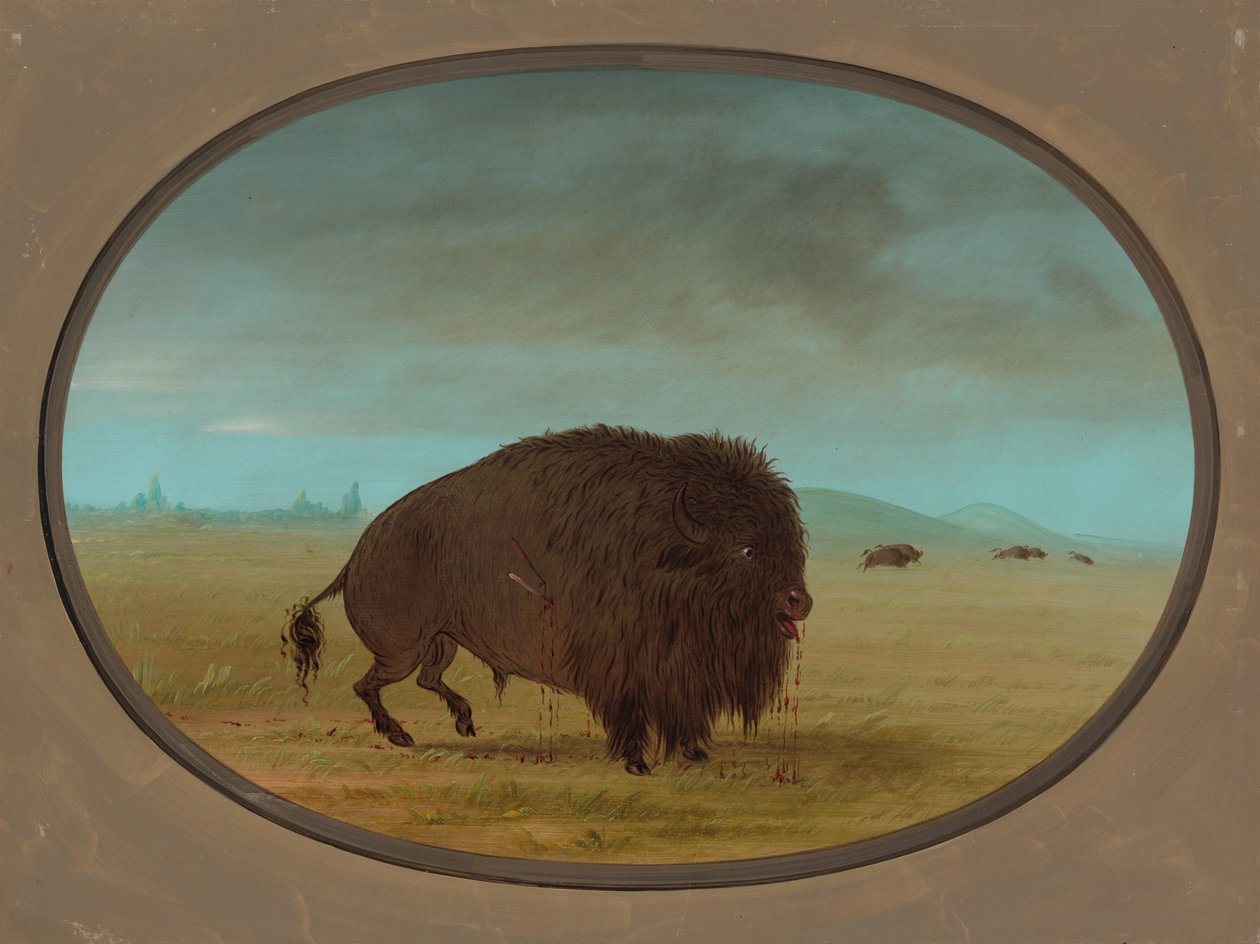 Sårad Buffalo Bull, 18611869. av George Catlin