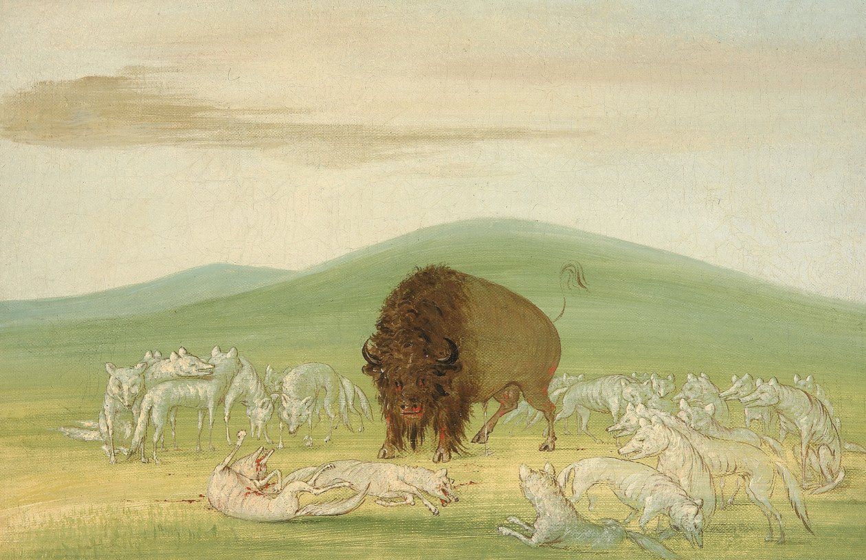 Sårad buffeltjur omringad av vita vargar av George Catlin