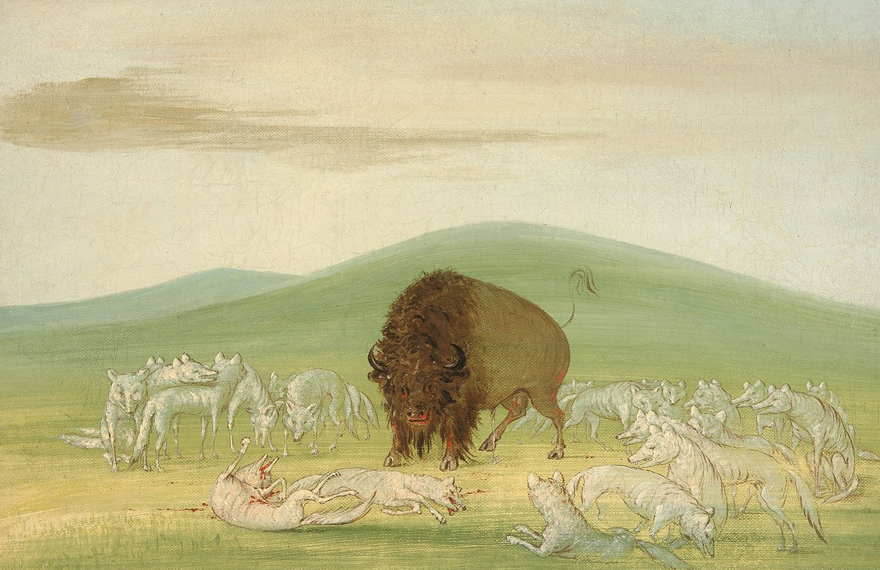 Sårad buffeltjur omgiven av vita vargar, 1832-1833. av George Catlin