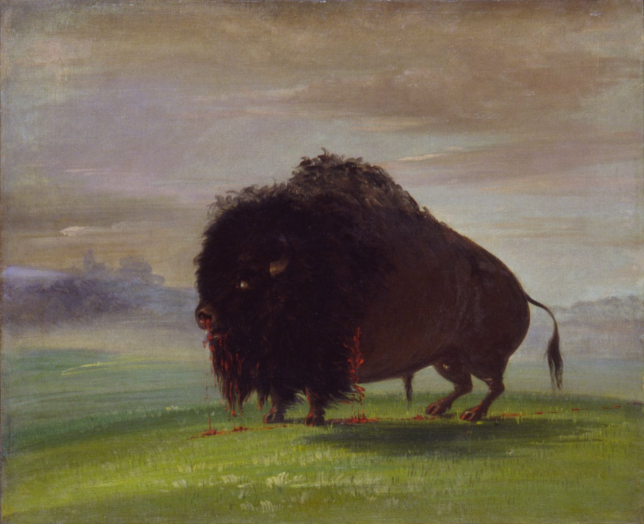 Skadad buffel som spiller sitt blod över prärien av George Catlin