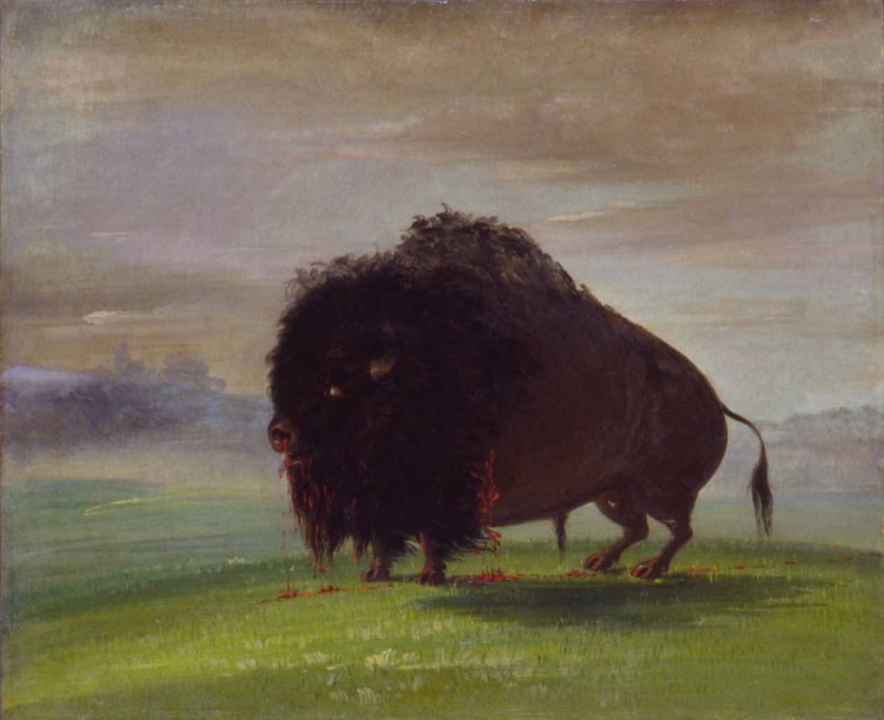 Sårad buffel, ströar sitt blod över prärien, 1832-1833. av George Catlin