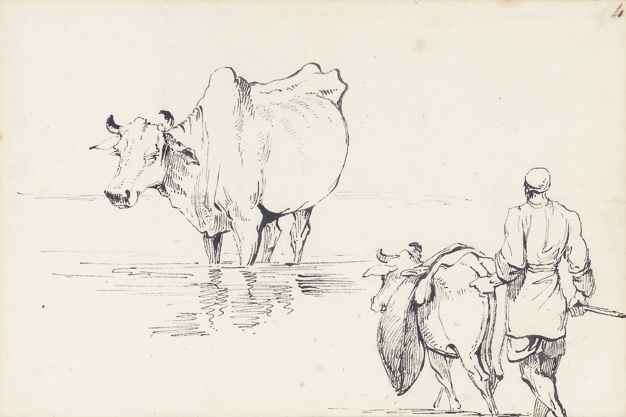 Studier av indiska boskap (penna och bläck på papper) av George Chinnery