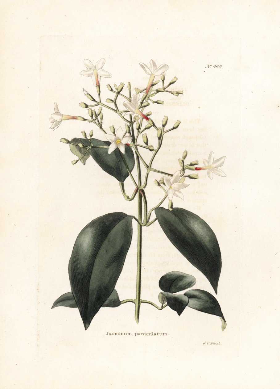 Jasmin (Jasminum paniculatum) - Litografi av George Cooke, för den brittiska tidskriften Conrad Loddiges Botanical Cabinet (1738-1826) av George Cooke