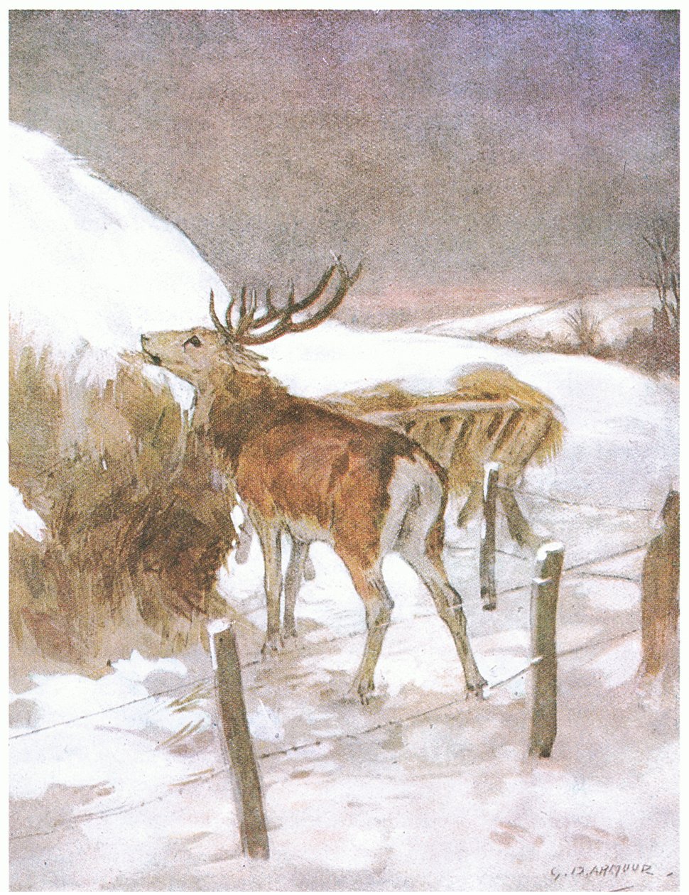 Han upptäckte snart var fodret förvarades för tjurarna (färg litho) av George Denholm Armour