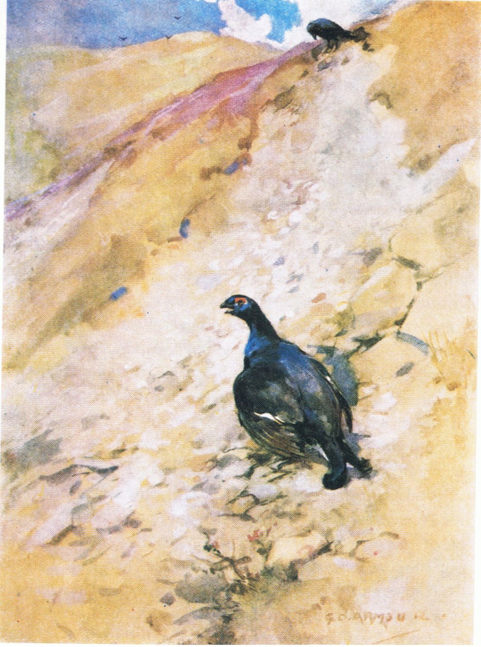 Blackcock har njutit mycket av sitt bad, fluffat ut sina fjädrar och flaxat med vingarna (färg litho) av George Denholm Armour