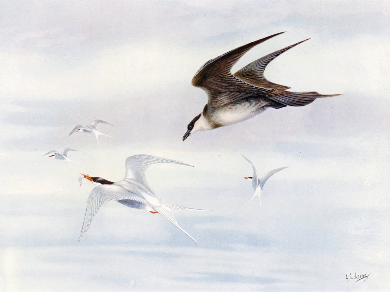 Fjällripa jagad av fjällskua (färglitografi) av George Edward (after) Lodge