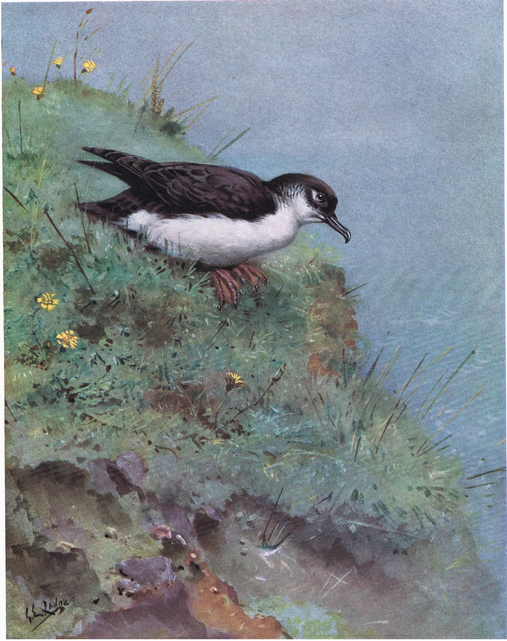  av George Edward Lodge