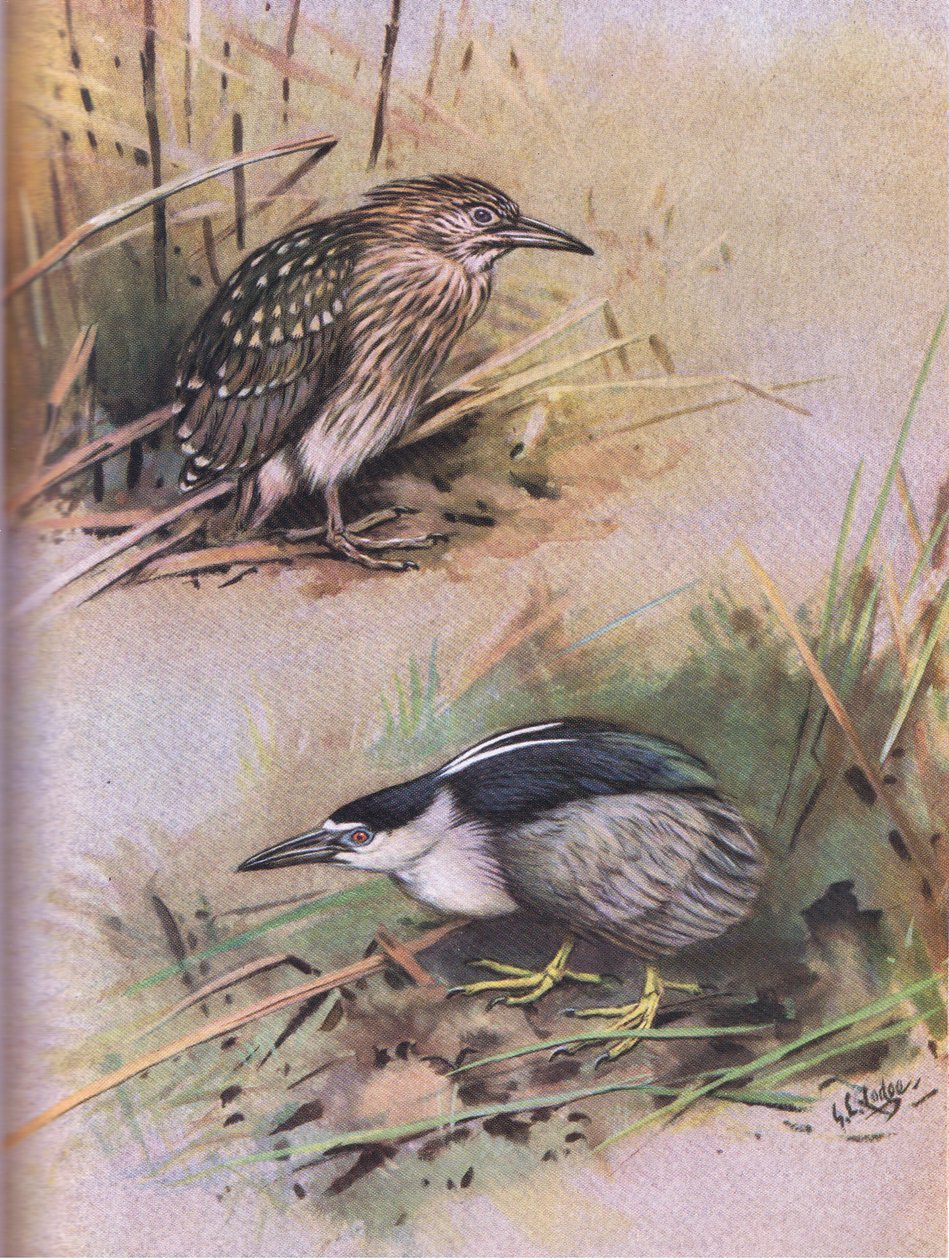 Nattskärra (litografi) av George Edward Lodge