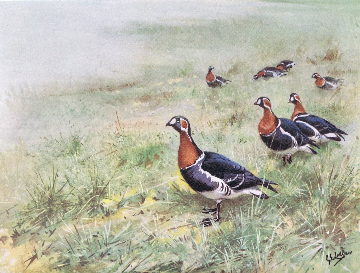 Rödbröstad gås (litografi) av George Edward Lodge