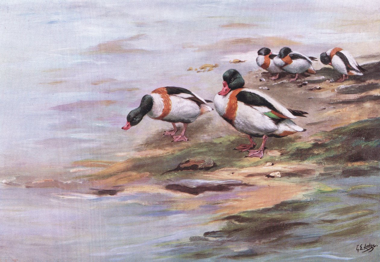 Sheld Ducks (litografi) av George Edward Lodge