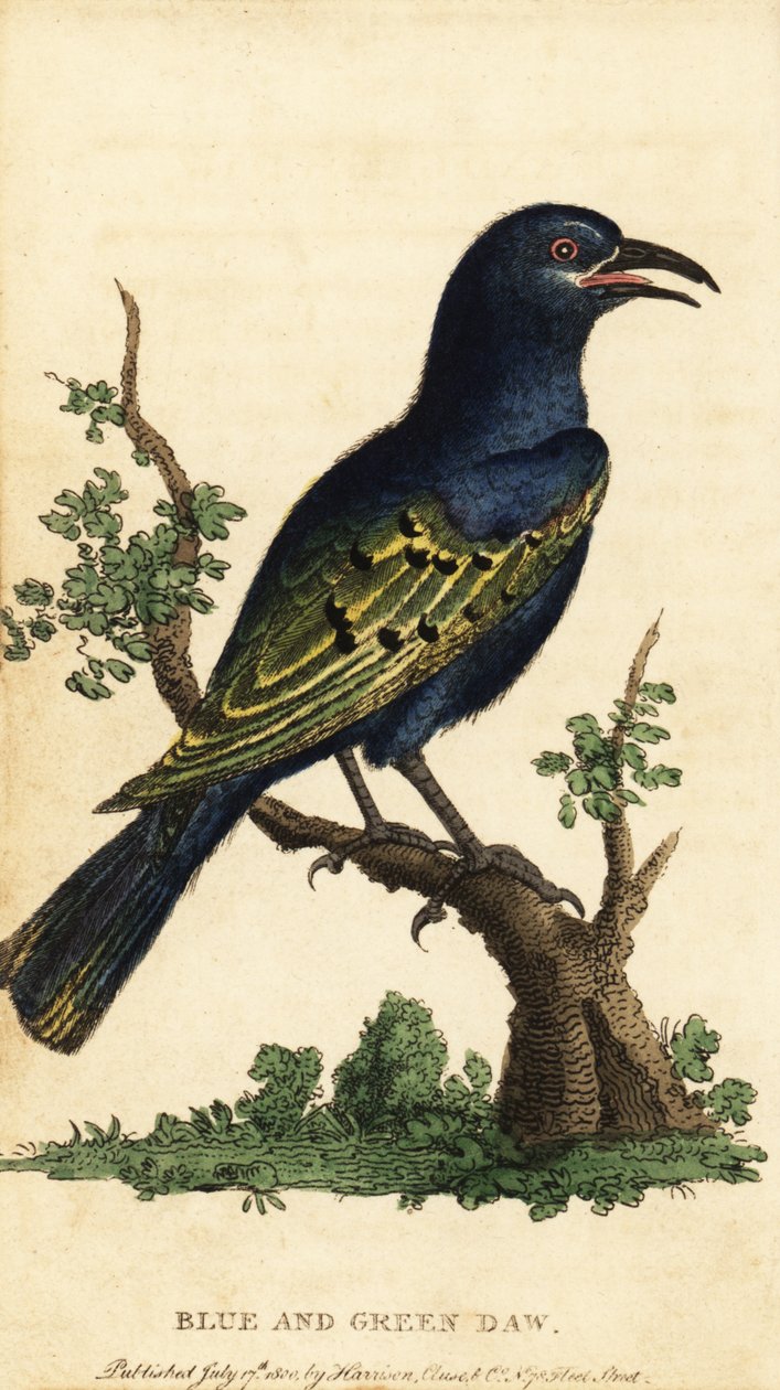 Afrikansk glansstare, Lamprotornis-art. ,1800 (gravyr) av George Edwards