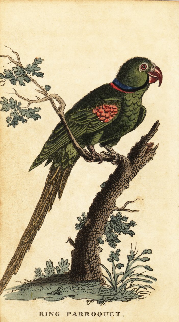 Alexandrine parakit, Psittacula eupatria., 1800 (gravyr) av George Edwards