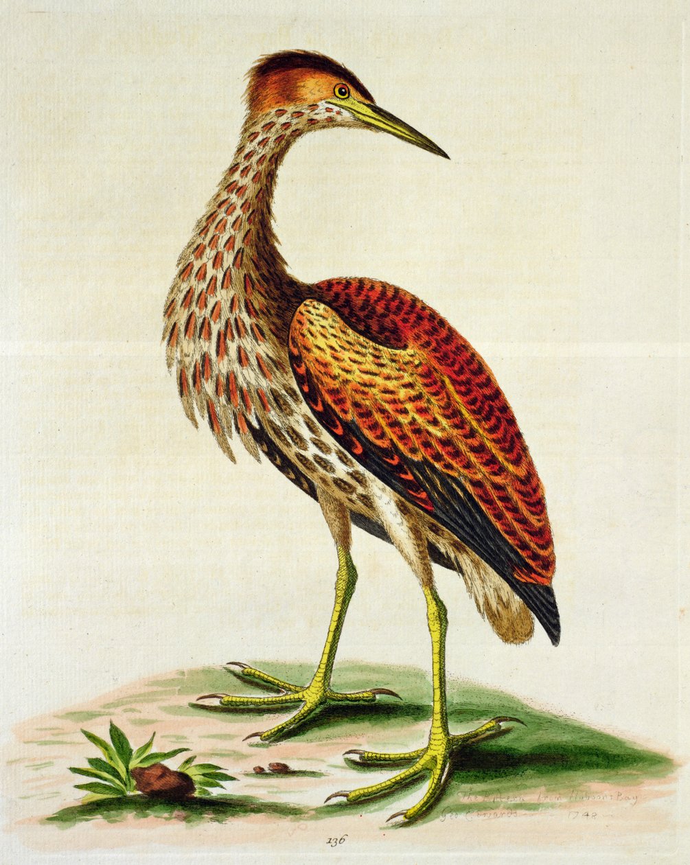 Bittern från Hudson