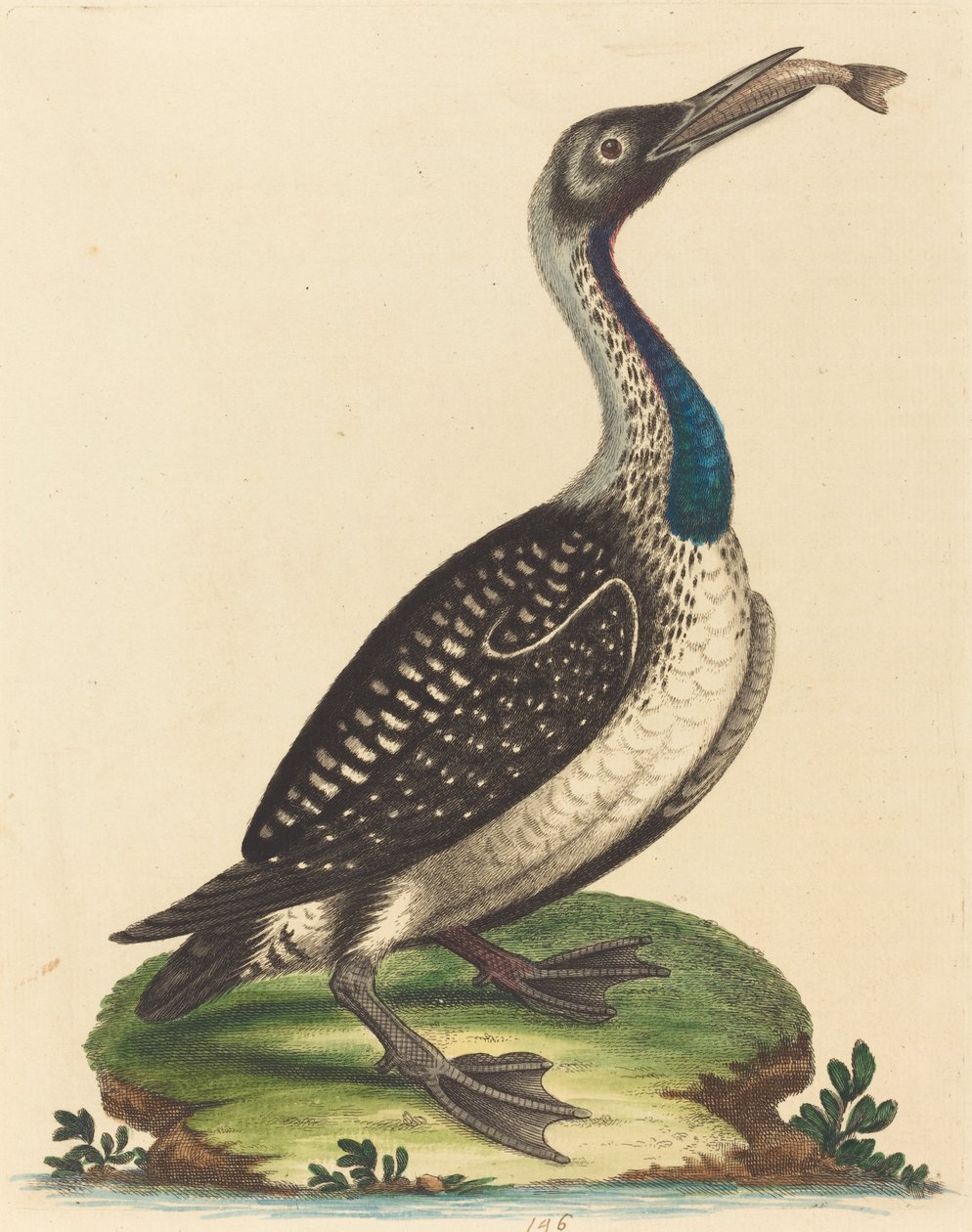 Svartvit vattenfågel med blå hals. av George Edwards