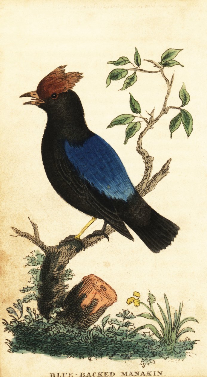 Blåryggad manakin, Chiroxiphia pareola., 1800 (gravyr) av George Edwards