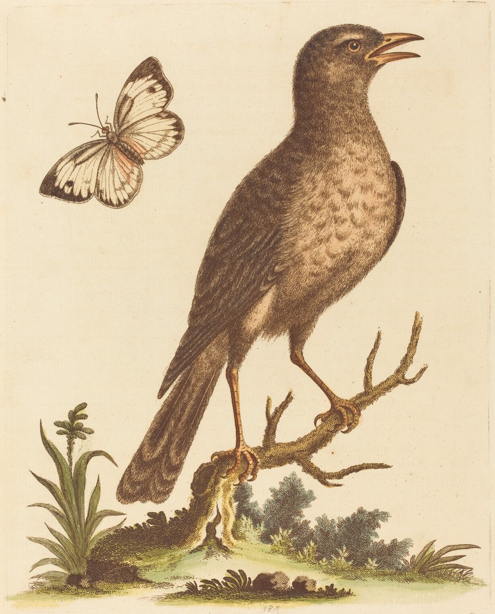 Brun fågel med en fjäril av George Edwards