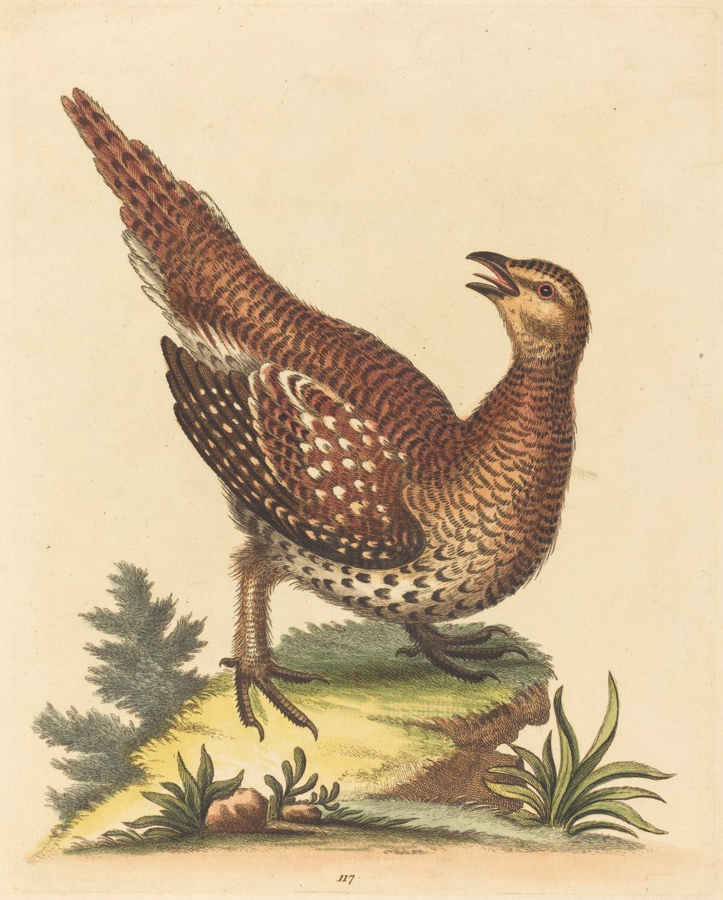 Brun spräcklig fågel. av George Edwards