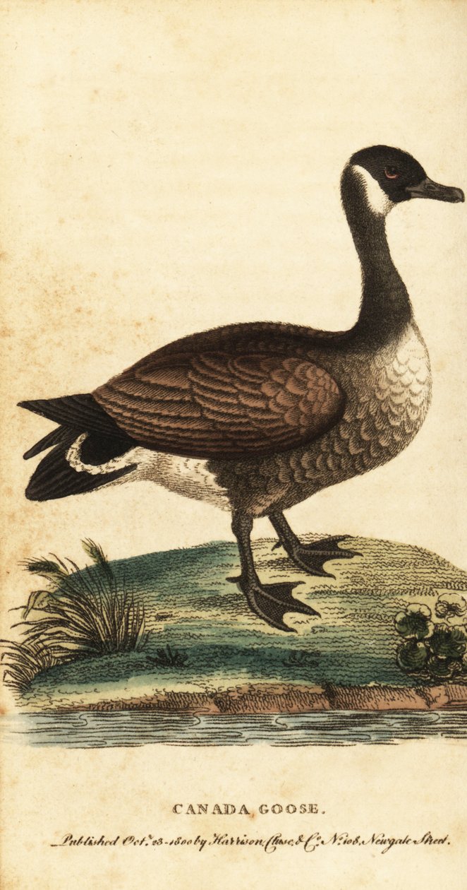 Kanadagås, Branta canadensis., 1800 (gravyr) av George Edwards