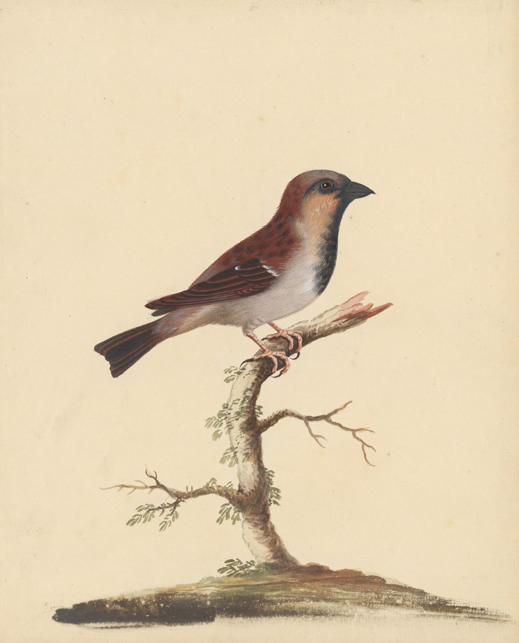 [Sparvhane] av George Edwards
