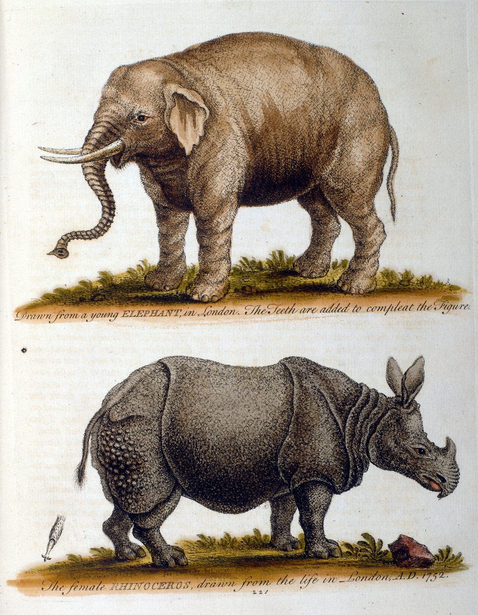Graverad illustration av George Edwards, ur en bok om sällsynta fåglar av G Edwards 1750. George Edwards (1694-1773) var en brittisk naturforskare och ornitolog. Han reste mycket genom Europa och studerade naturhistoria och fåglar i synnerhet. Han fick av George Edwards
