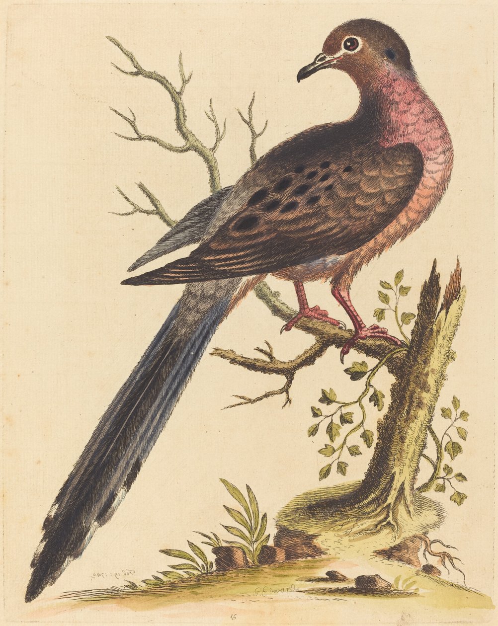 Amerikanska Fedoa pectore ruso, 1740. av George Edwards