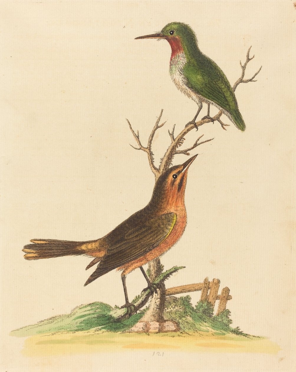 Grön fågel med röd hals och brun och orange fågel av George Edwards