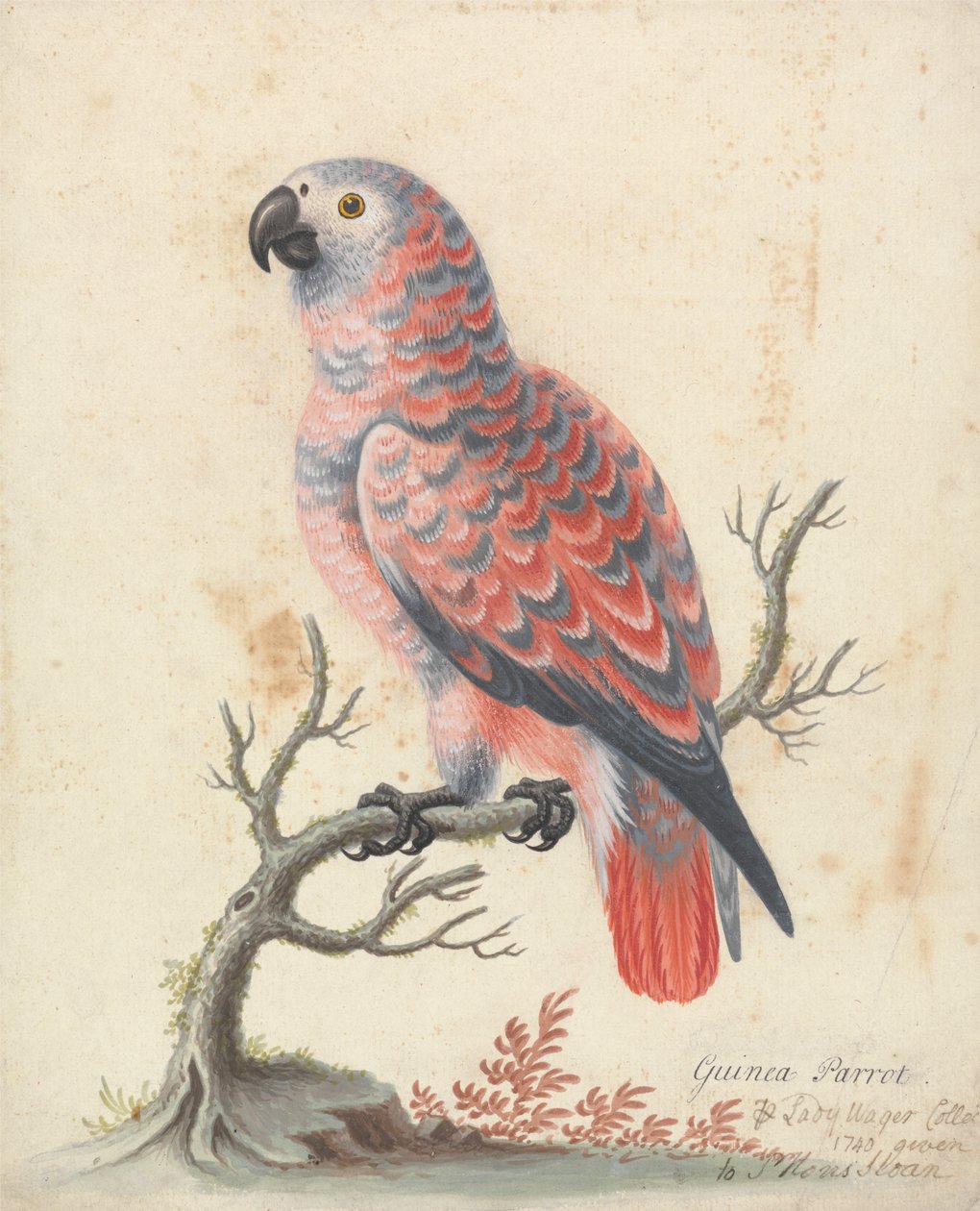 Guinea papegoja av George Edwards