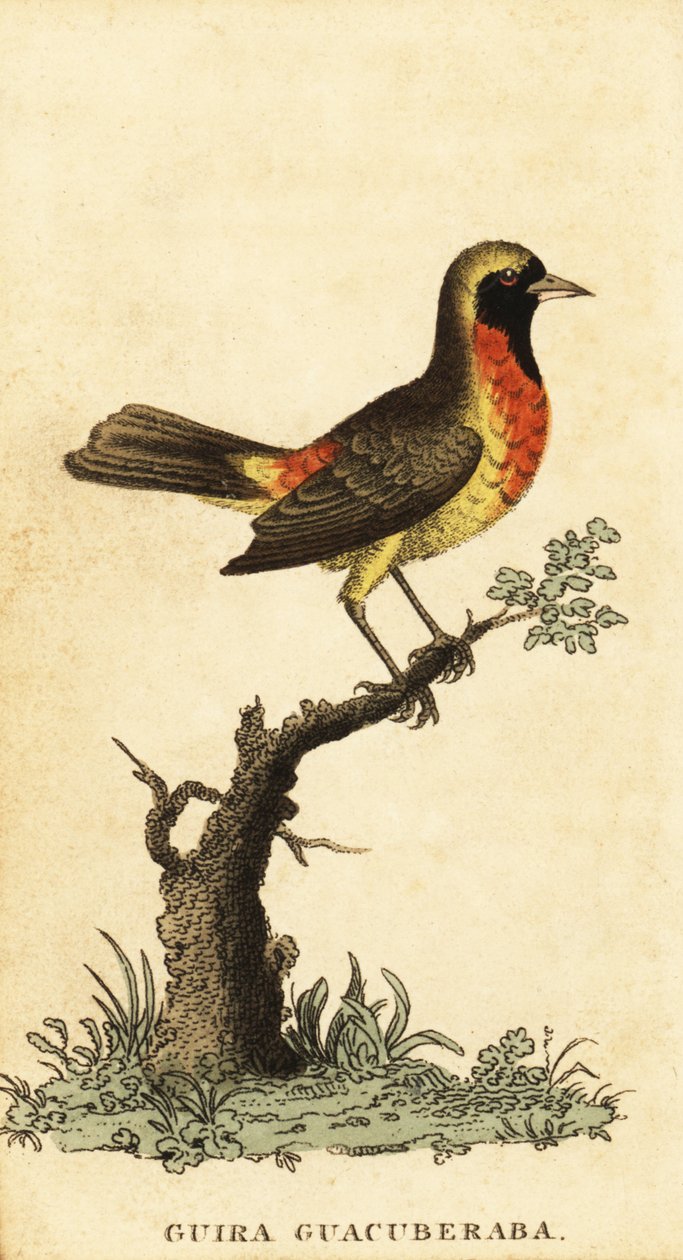 Gira tanager, Hemitraupis gira. ,1800 (gravyr) av George Edwards
