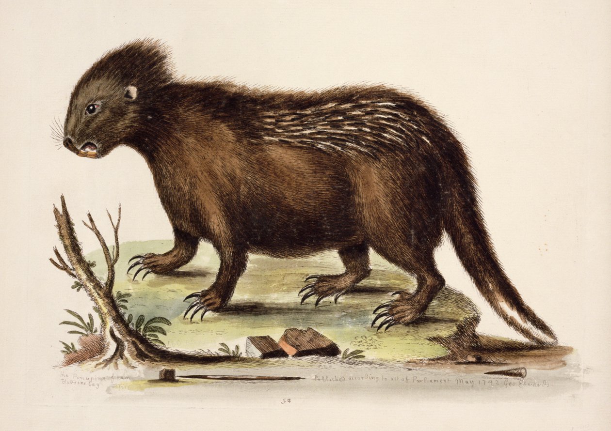 Hudson Bay Porcupine, 1742 (wc på papper) av George Edwards