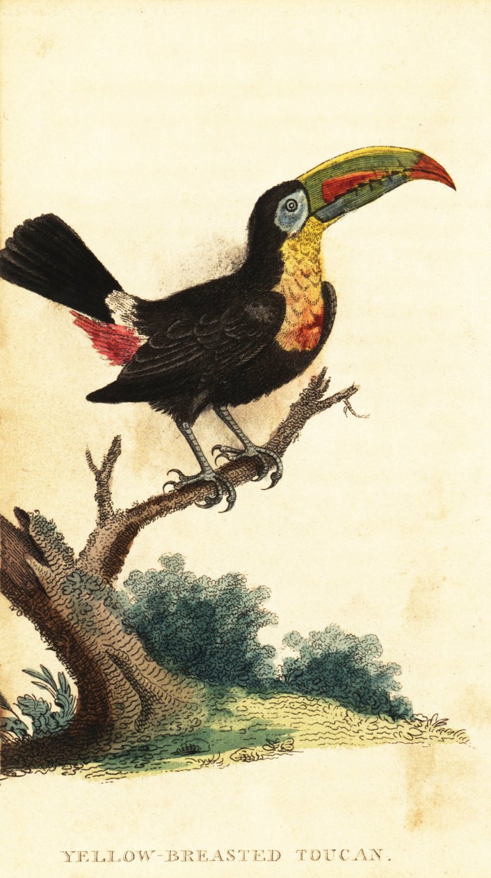 Kölnäbbad tukan, Ramphastos sulfuratus. ,1800 (gravyr) av George Edwards