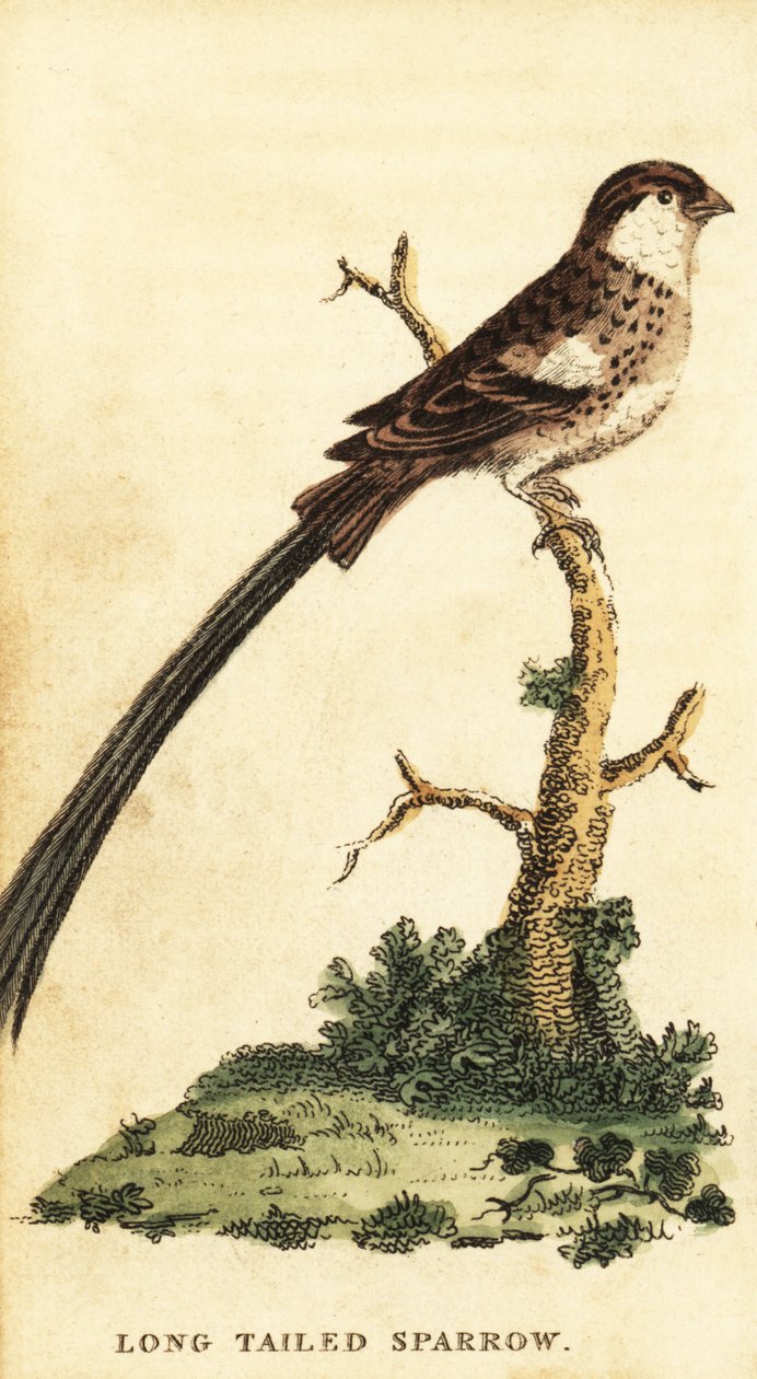 Pin-tailed whydah, Vidua macroura., 1800 (gravyr) av George Edwards