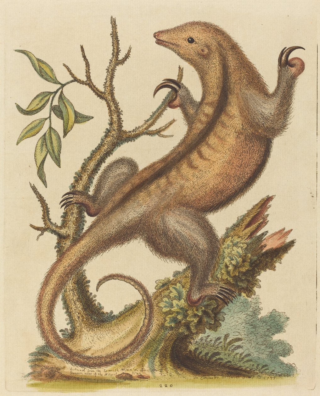 Pygmémyrslok, 1755. av George Edwards