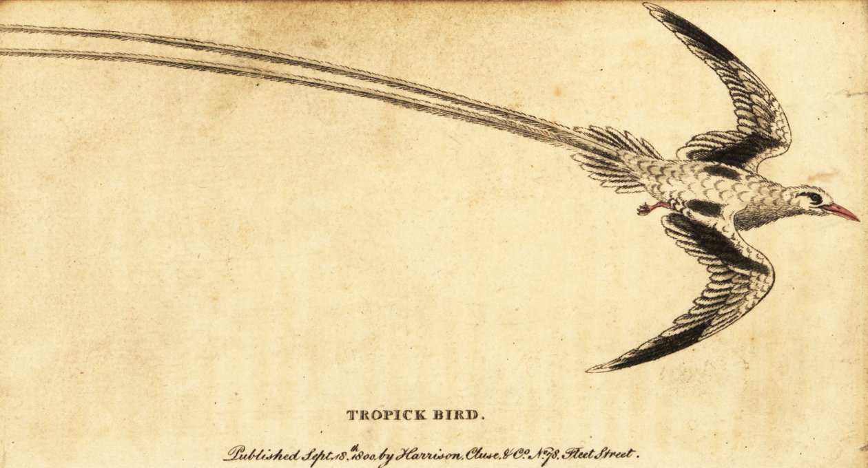Rödnäbbade tropicbird, Phaethon aethereus., 1800 (gravyr) av George Edwards