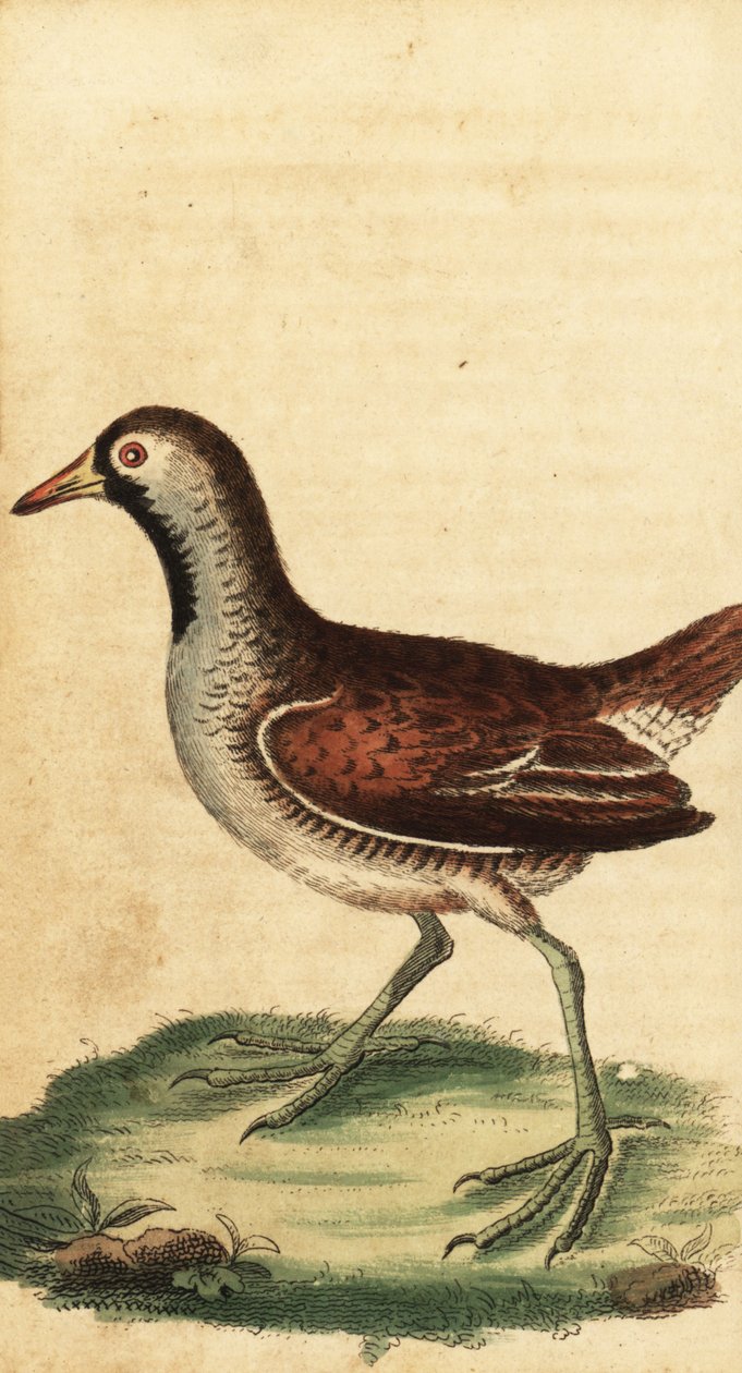 Sora, Porzana carolina. ,1800 (gravyr) av George Edwards