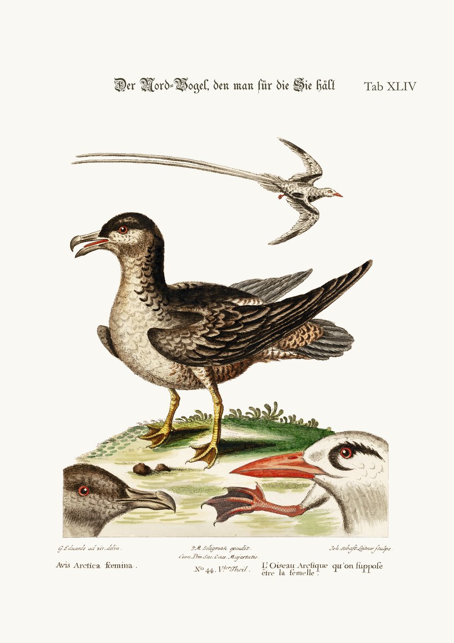 Arctick Bird, som skulle vara hönan. Den tropiska fågeln, 1749-73 av George Edwards