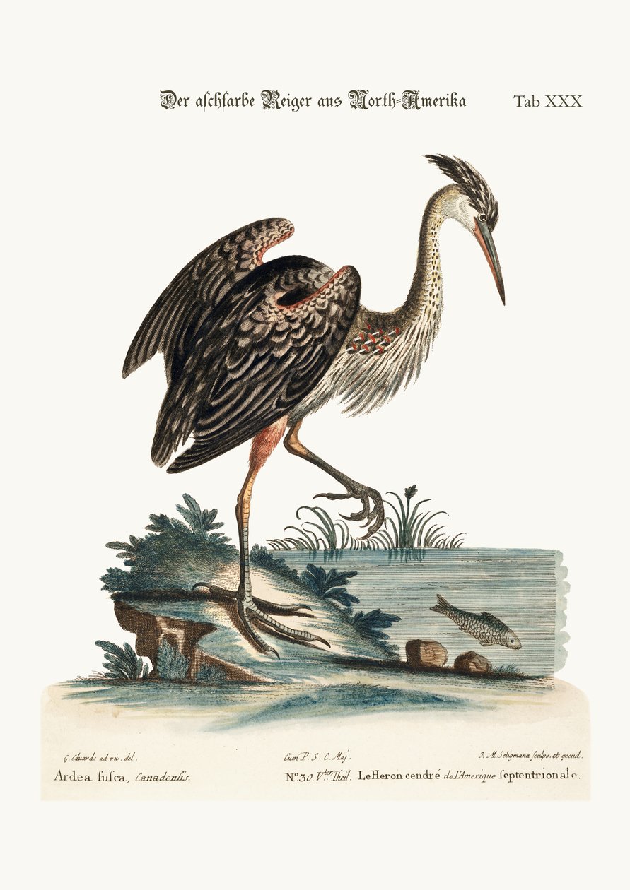 Den askfärgade hägern från Nordamerika, 1749-73 av George Edwards
