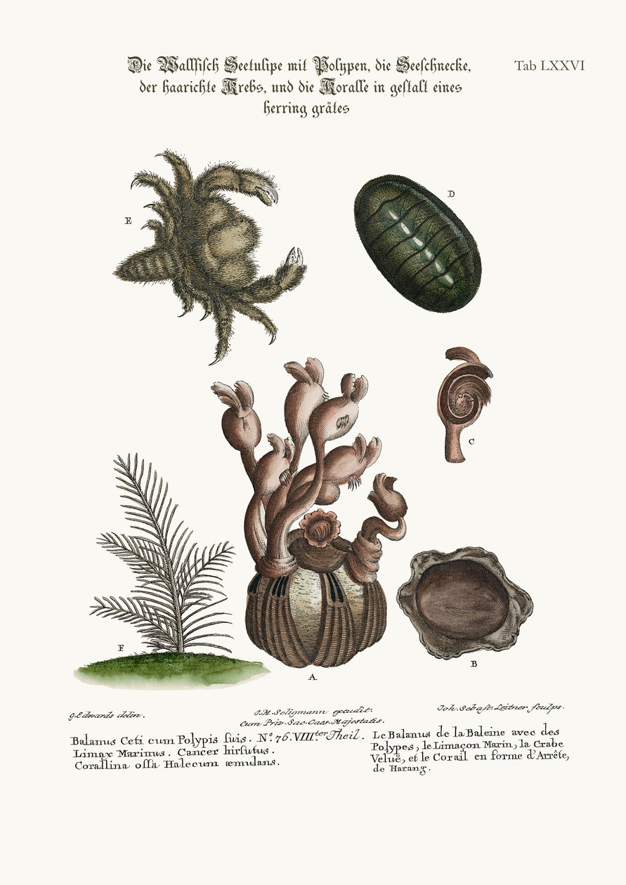 Balanus av valen med polyper, Limax Marina, den håriga krabban och fiskbenskorallinen, 1749-73 av George Edwards