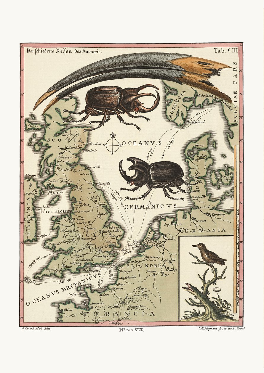 Den aegyptiska ibisens och den minsta kolibrisens räkningar, 1749-73 av George Edwards