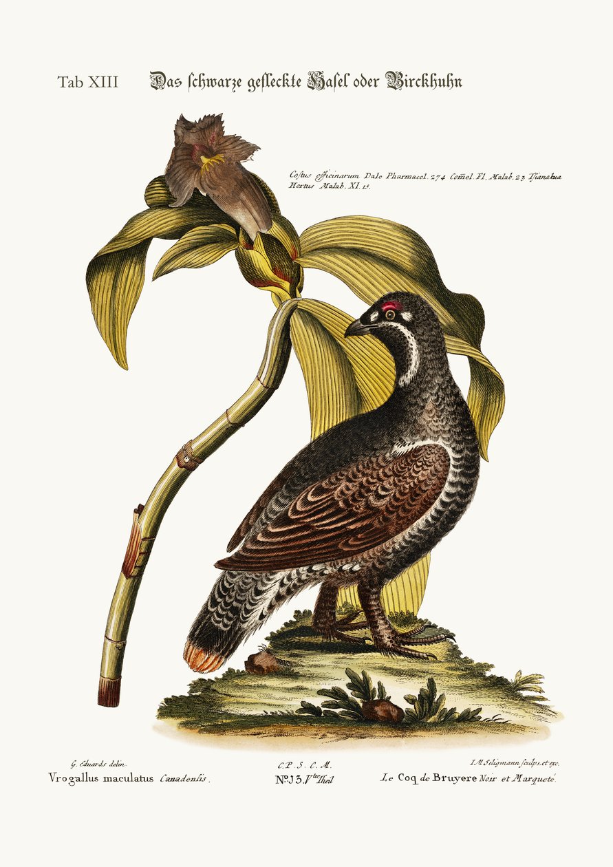 Den svarta och fläckiga heden, 1749-73 av George Edwards