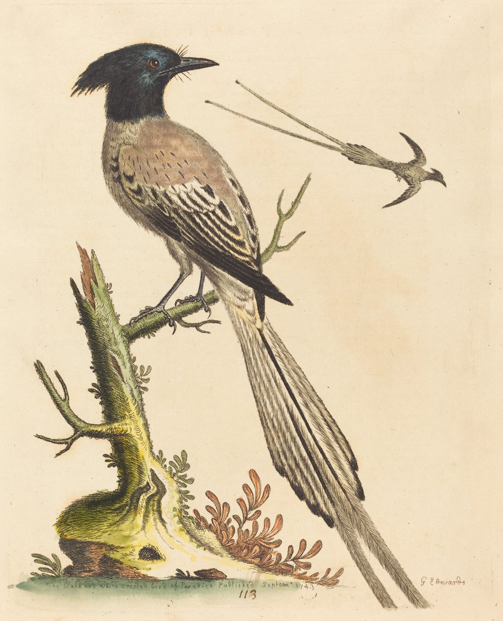 The Black and White Crested Bird of Paradise, publicerad 1743. av George Edwards