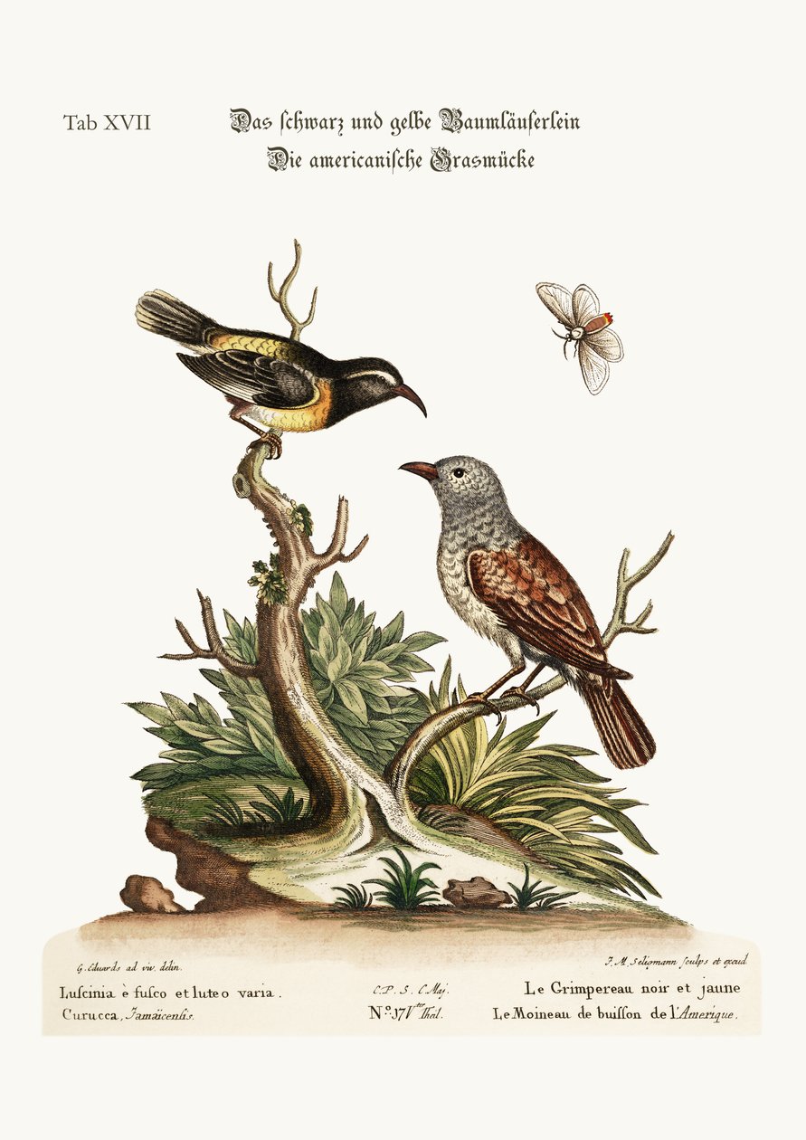 Den svarta och gula rankan. The American Hedge-Sparrow, 1749-73 av George Edwards
