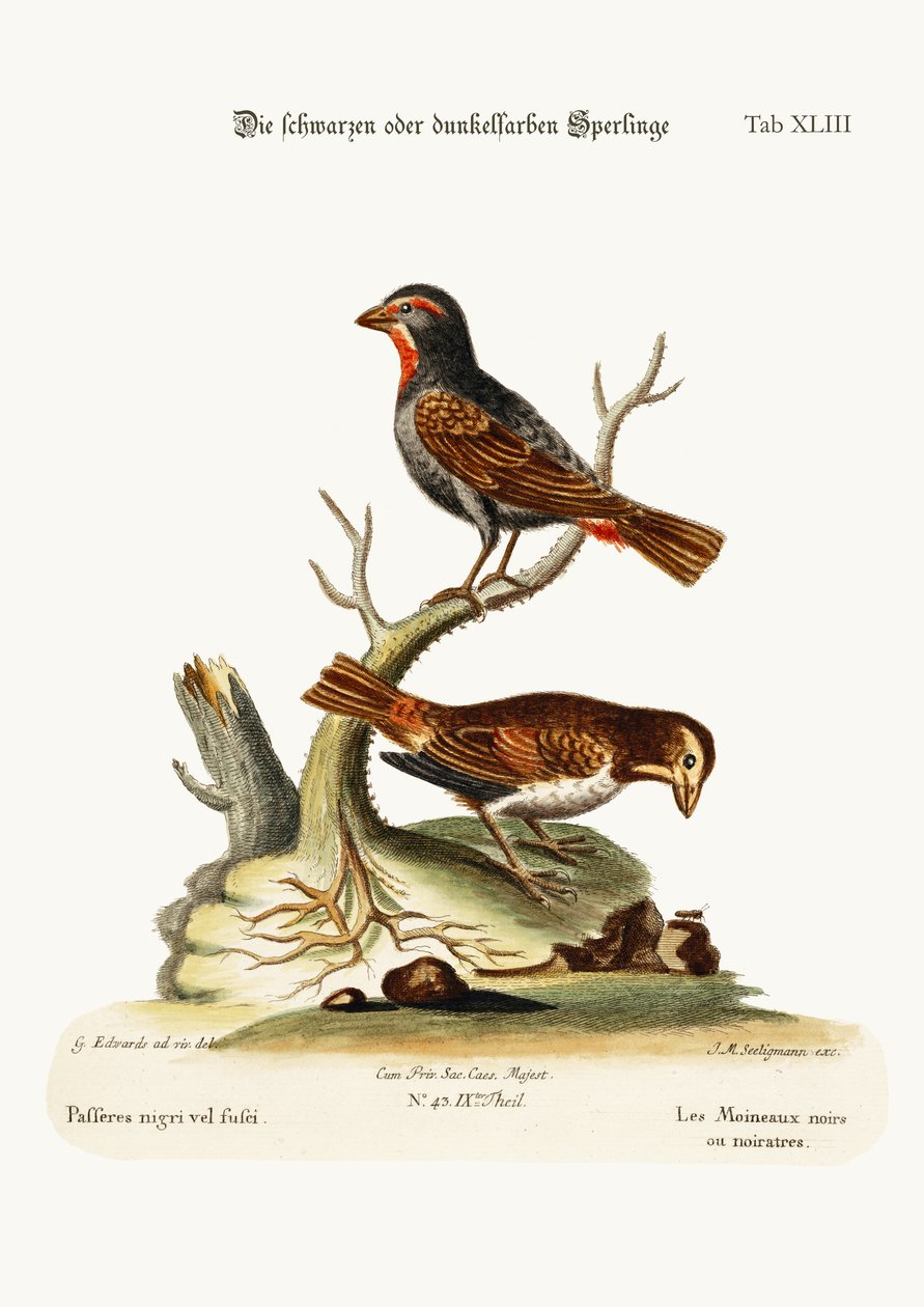 De svarta eller dunkla sparvarna, 1749-73 av George Edwards