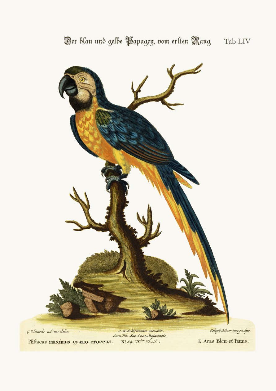 Den blå och gula aran, 1749-73 av George Edwards