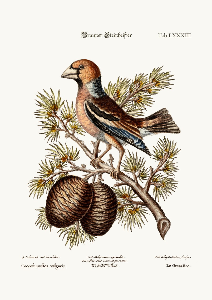 Gros-Beak eller Haw-Finch, 1749-73 av George Edwards