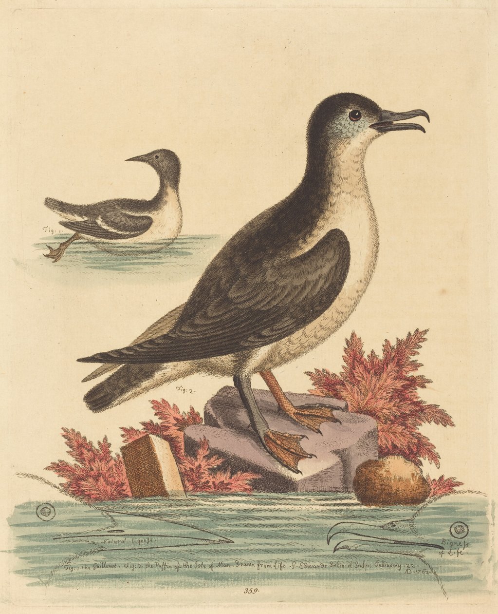 Guillemot och lunnefågeln på Isle of Man av George Edwards