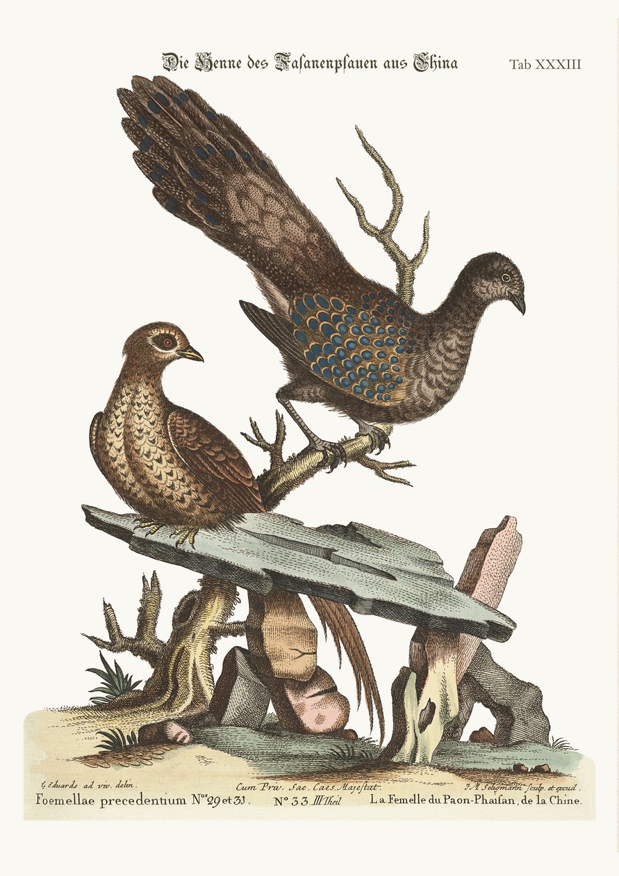 Hönspåfågelfasan från Kina, 1749-73 av George Edwards