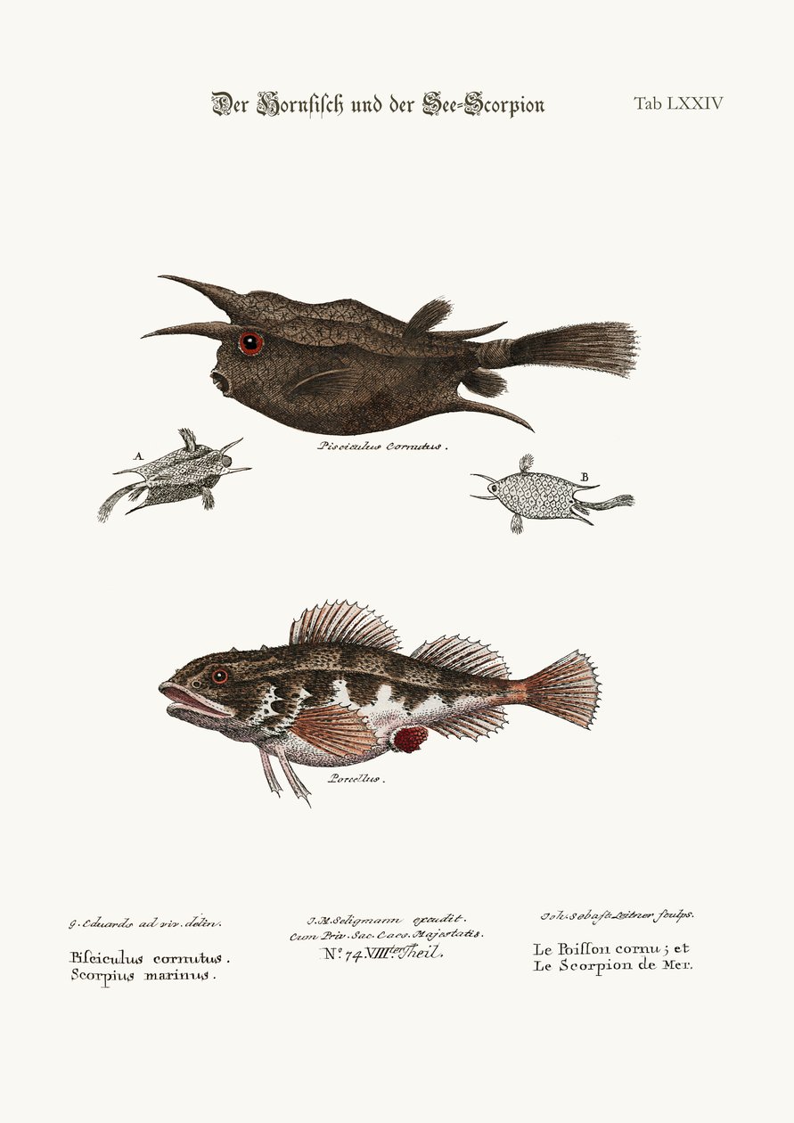 Den hornade fisken och havsskorpionen, 1749-73 av George Edwards