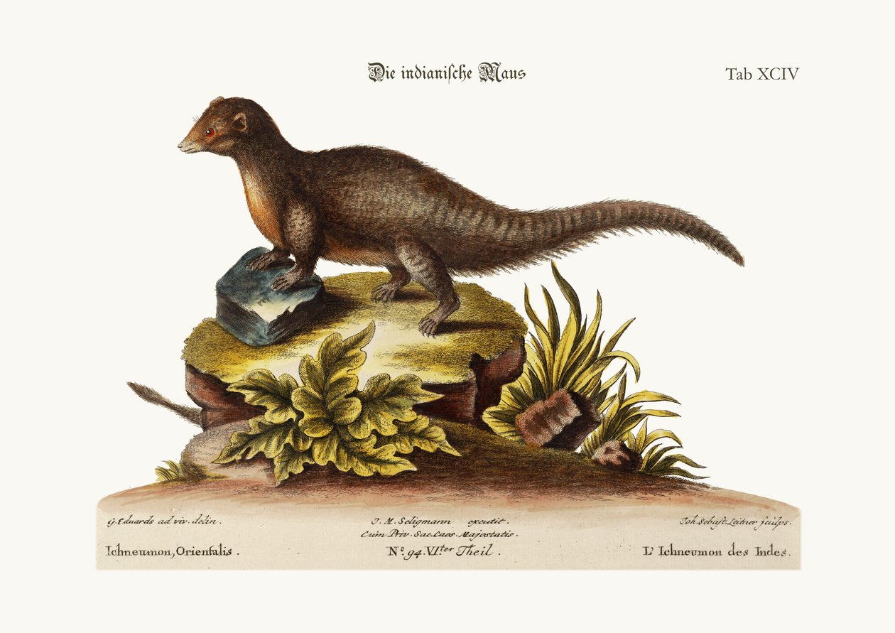 Den indiska Ichneumon, 1749-73 av George Edwards