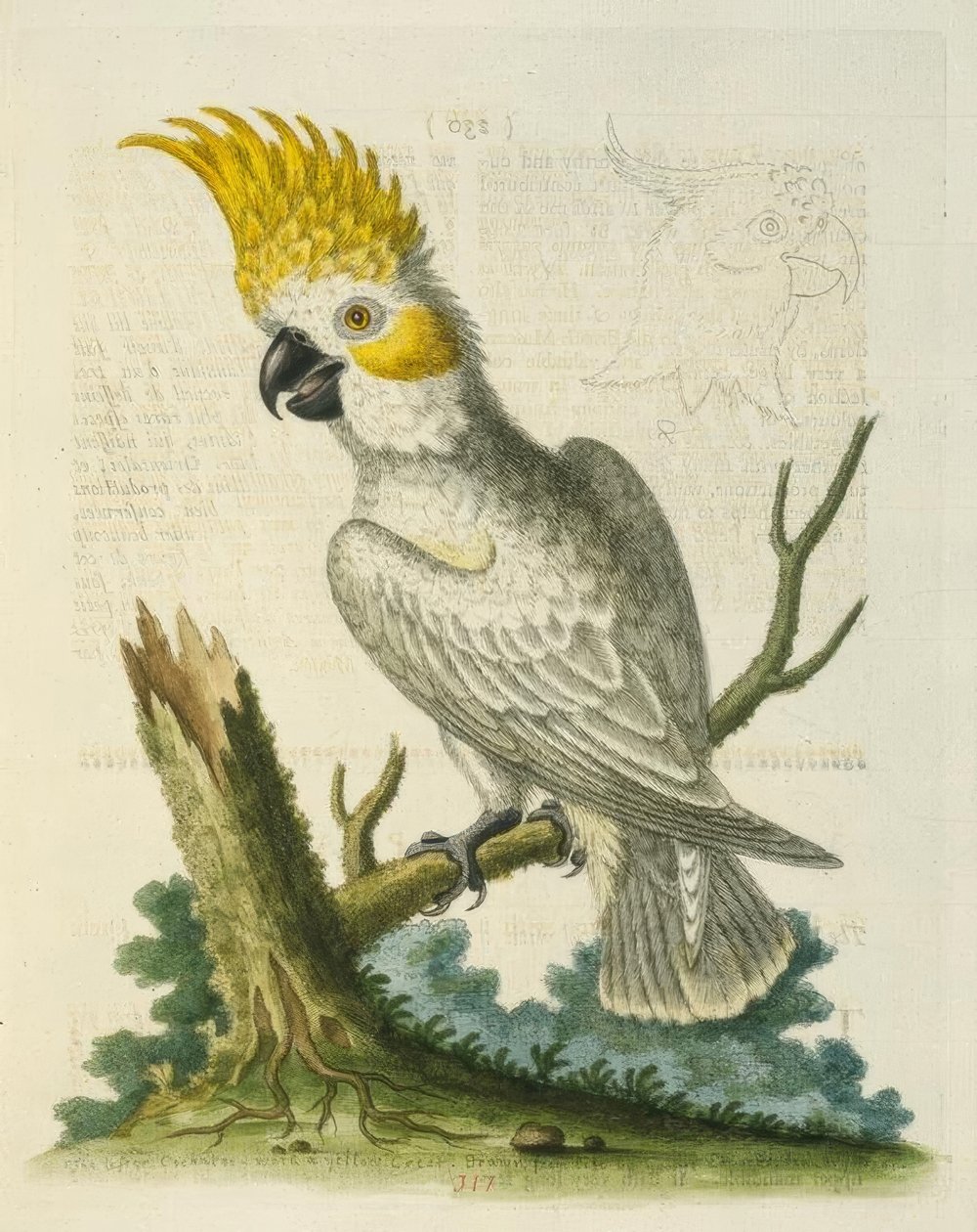 Den lilla vita kakaduan med ett gult vapen. / Le Petit Cacatua Blanc på Crete Jaune av George Edwards
